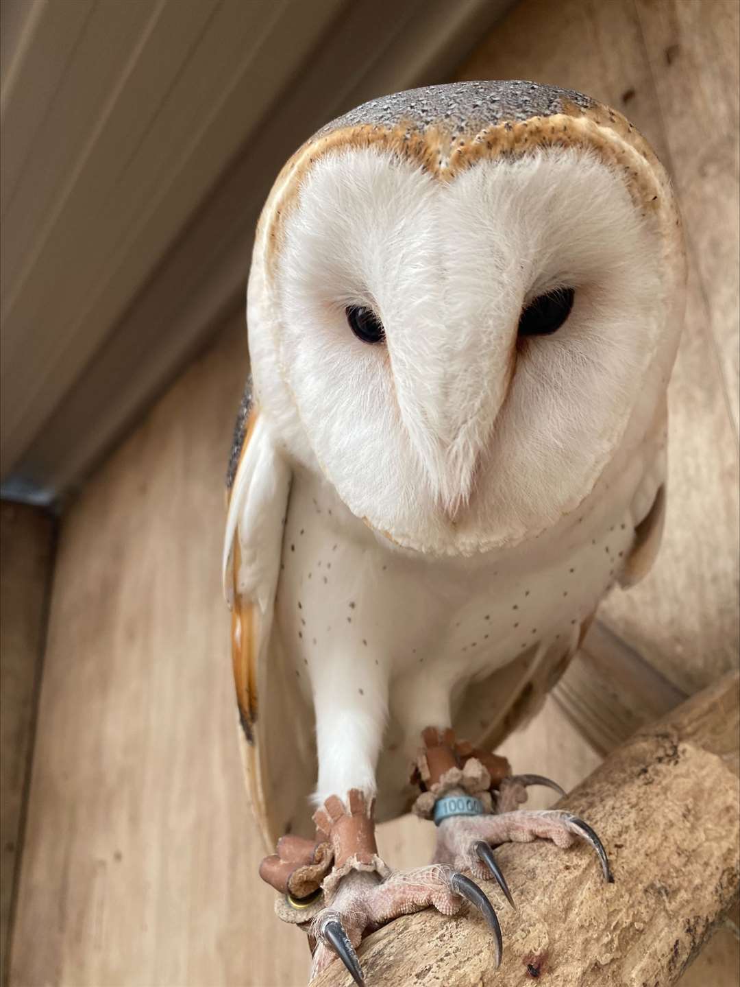 Shiraz the barn owl went missing after the alleged break-in but has since been found. (Capel Manor College/PA)