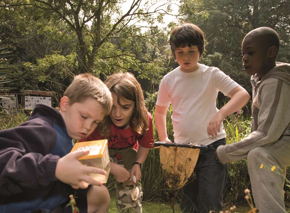 Stock pic: Children taking part in bug hunting