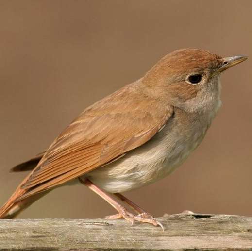 Rare nightingales have threatened development at Lodge Hill