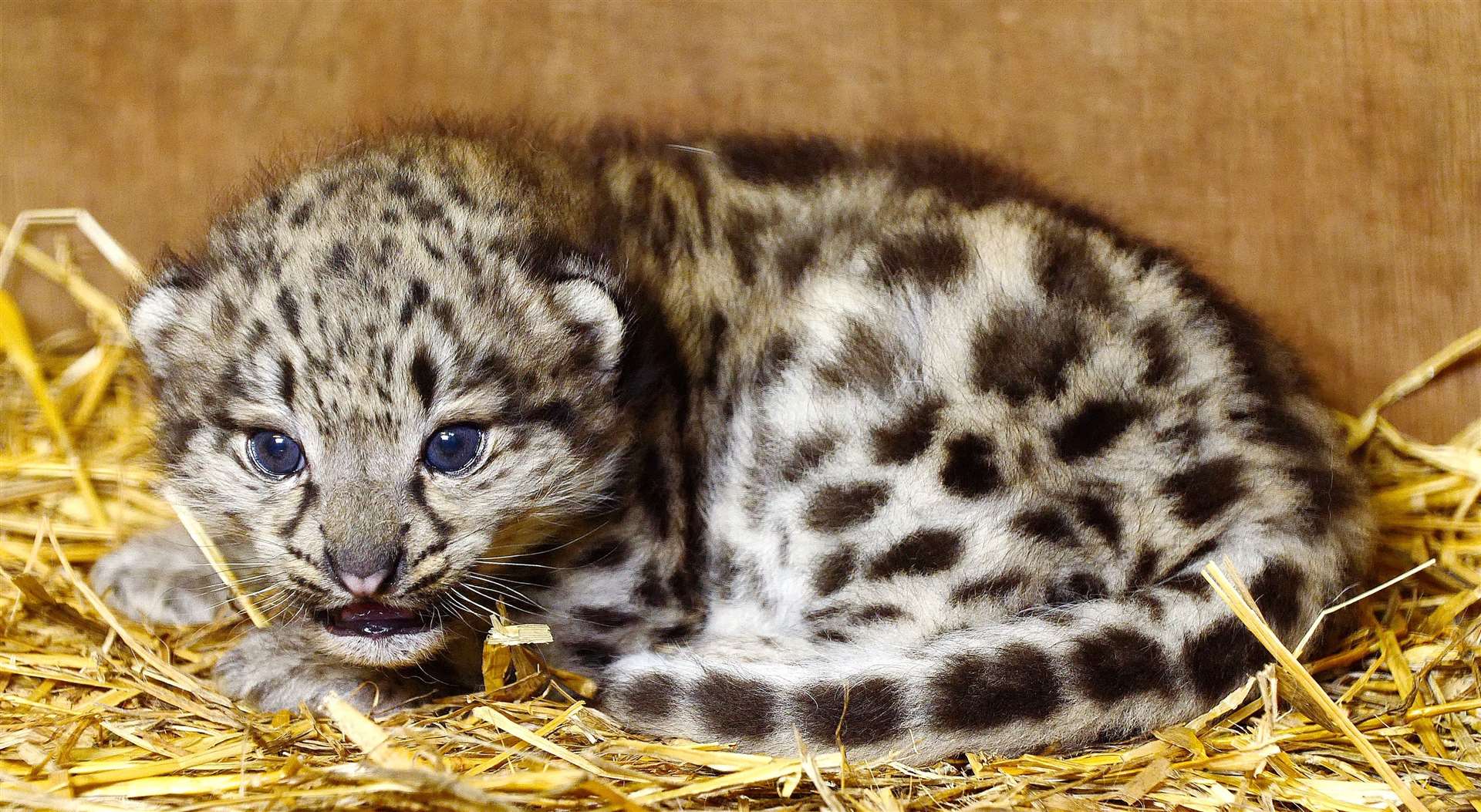 The Big Cat Sanctuary have welcomed a baby snow leopard. Photo: Big Cat Sanctuary