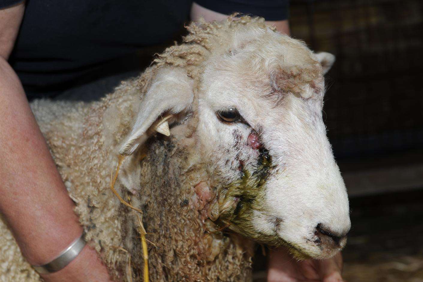 A sheep was injured at Snoad Farm in Otterden