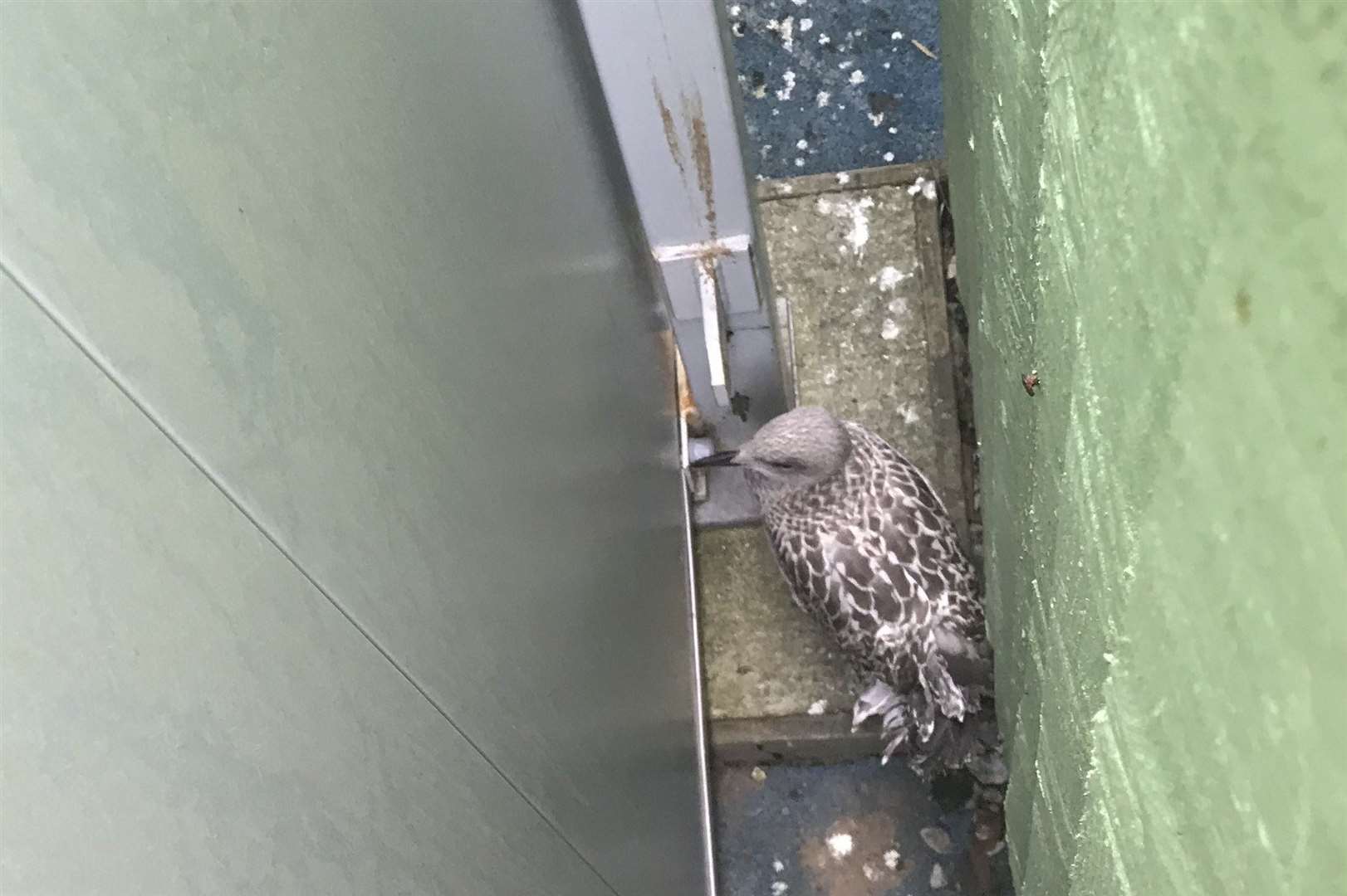 The poor seagull stuck in a narrow gap. Picture: RSPCA