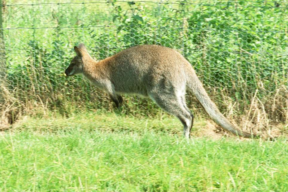 Steve Peters spotted the wallaby hopping along. Stock image.