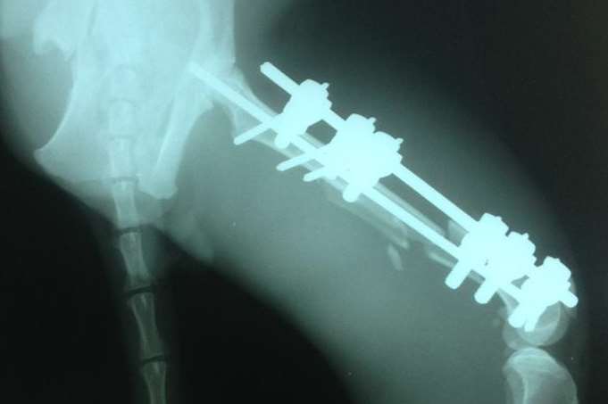 X-ray shows how a vet from the Medway City Veterinary Centre repaired Steve Austin the cat after he suffered horrific injuries