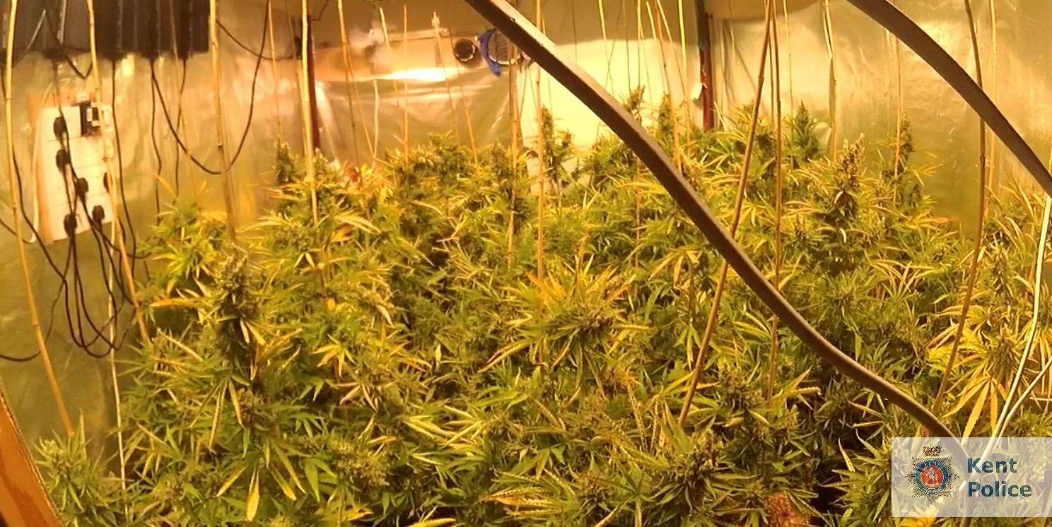 A 52-year-old man has been arrested after a cannabis farm was uncovered in Hoo. Picture: Kent Police