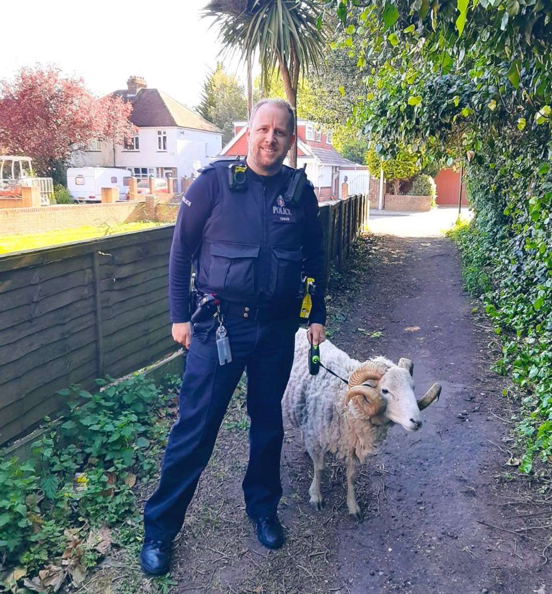 PC Hewes helped escort the missing sheep home Photo: Kent Police