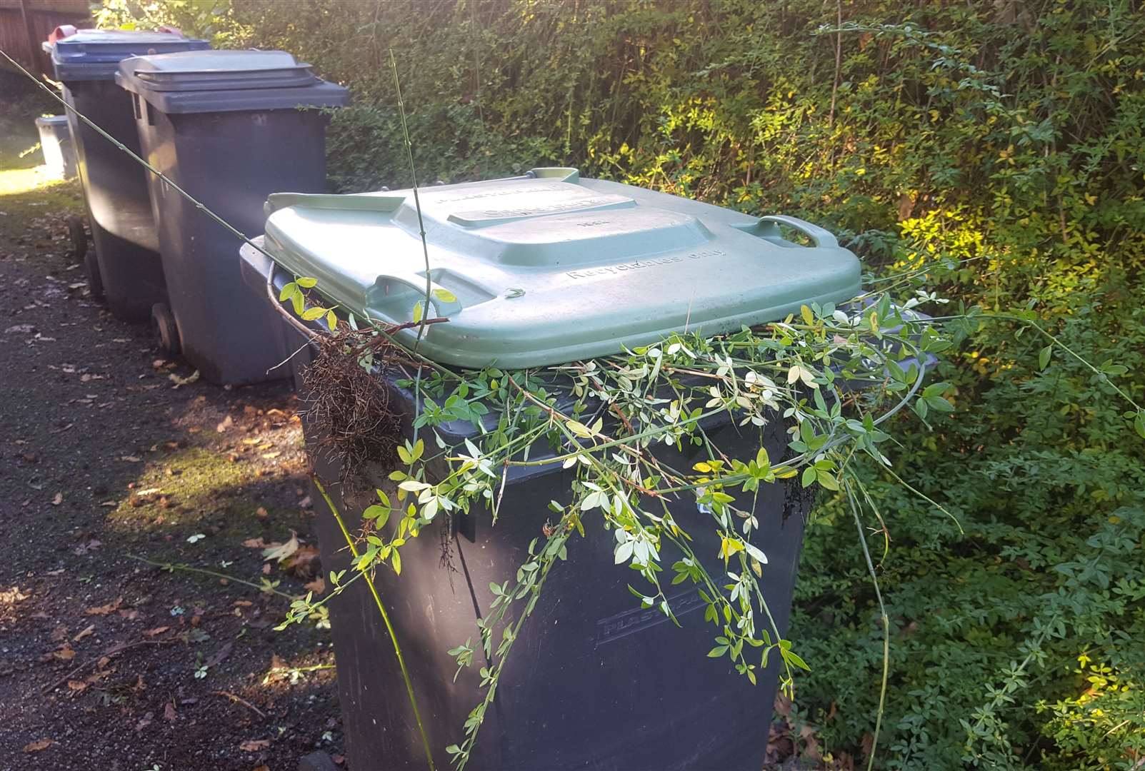 A number of changes to the garden bin subscription service in Canterbury have been voted through