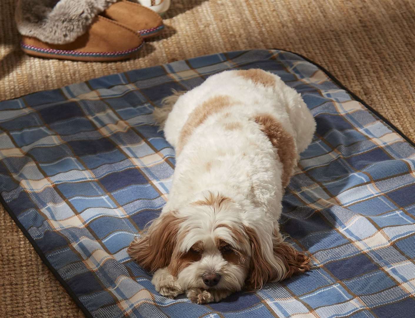 Let sleeping dogs lie... on this super cosy checked pet blanket, £19.99 Fatface
