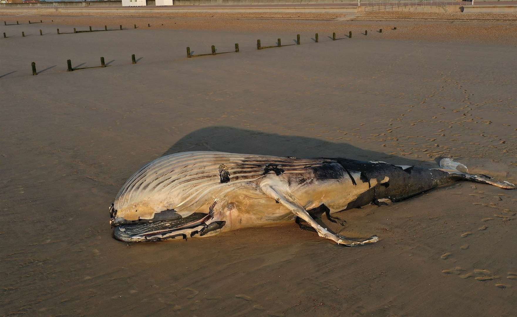 The whale washed up on St Mary’s Bay on Thursday. Picture: UKNIP
