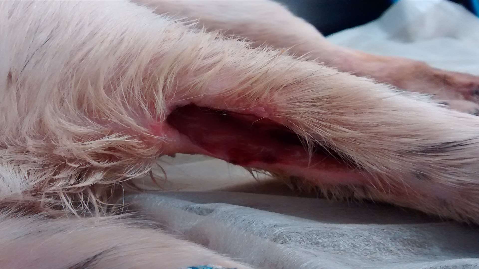 The dog was found covered in wounds and investigators believe her claws were forcibly removed. Picture: RSPCA