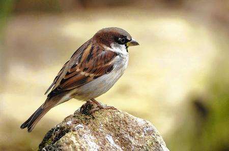 A male house sparrow