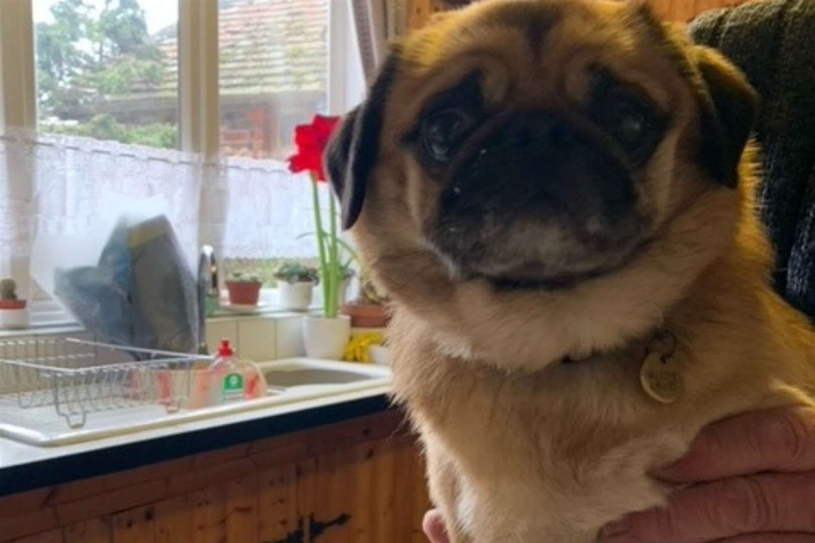 Tom the pug was sadly found dead. Picture is his brother, who he looks like in appearance. Photo: Emily Buckley