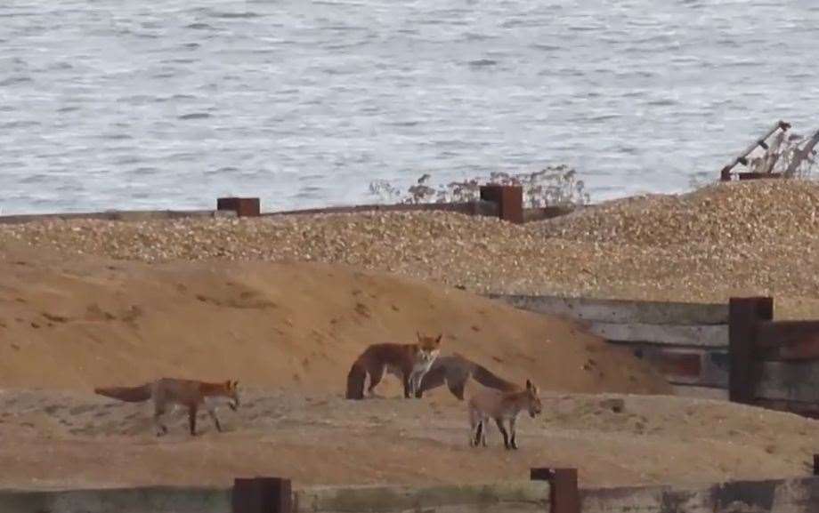 The creatures were seen at Ramsgate port on Friday, September 22. Picture: Keith Ross