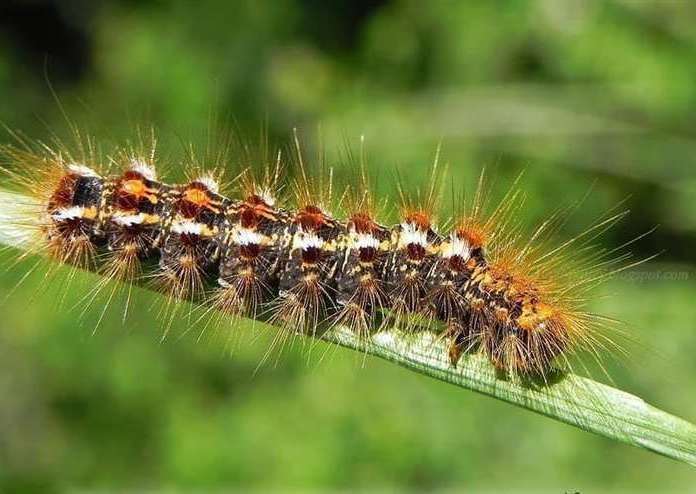 A brown tail moth caterpillar has millions of hairs over its body which can cause irritation. Picture: Hersden Parish Council