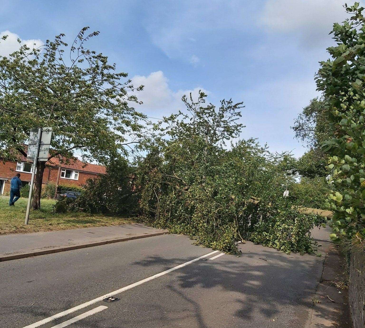 A felled tree in Seal Road, Sevenoaks: Courtesy Kent Police