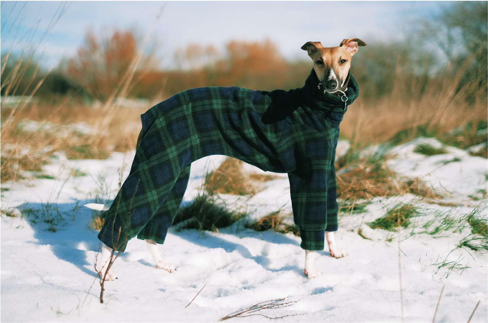 Make sure to keep your dog warm and active, especially during winter. Picture: Bella & Duke, Muckle Media