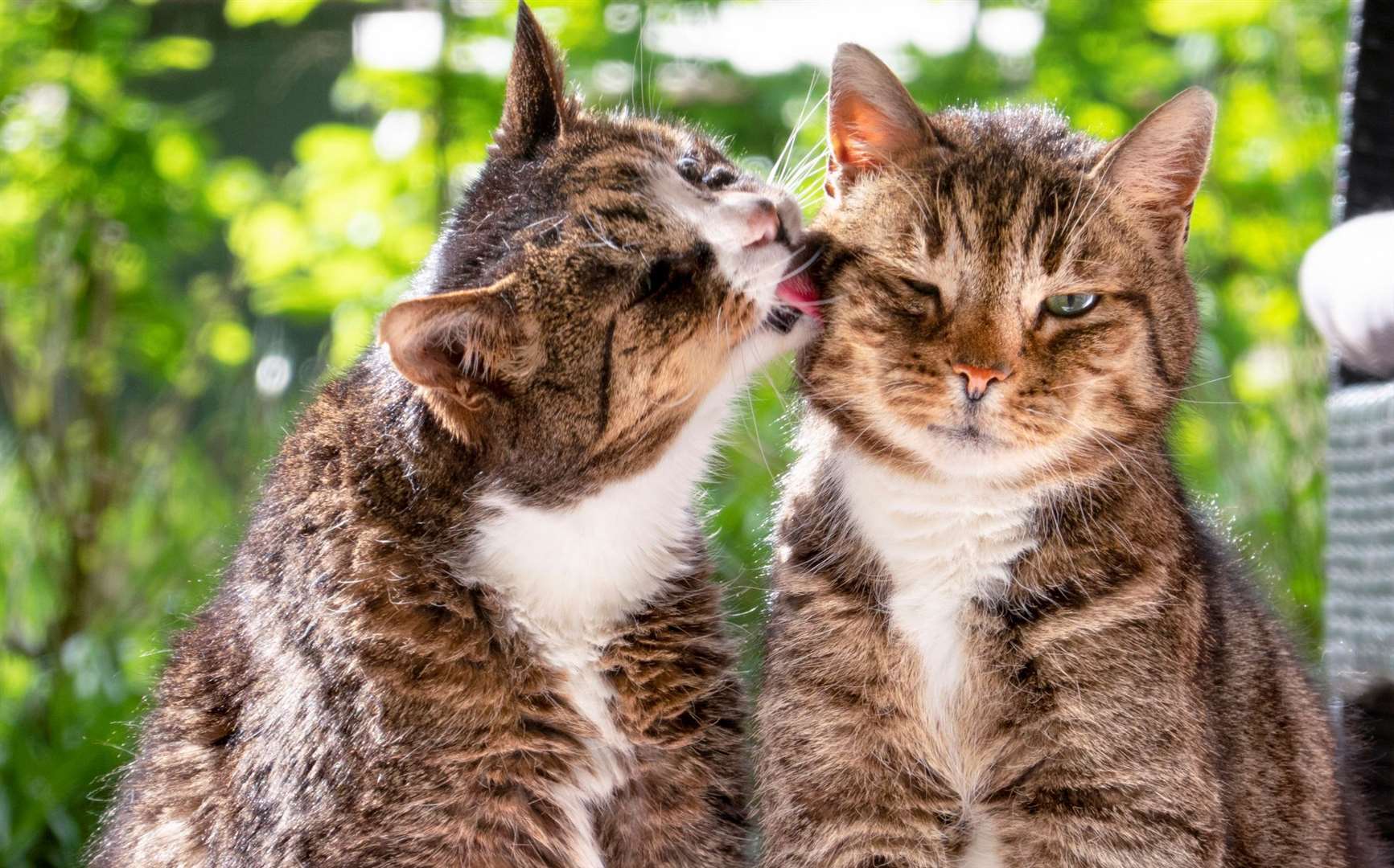 The initial infection is spread between cats. Image: iStock.