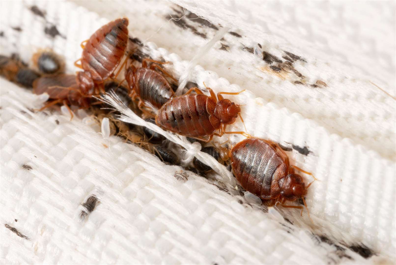Bedbugs tend to live in fabric such as matresses or furniture. Image: iStock.