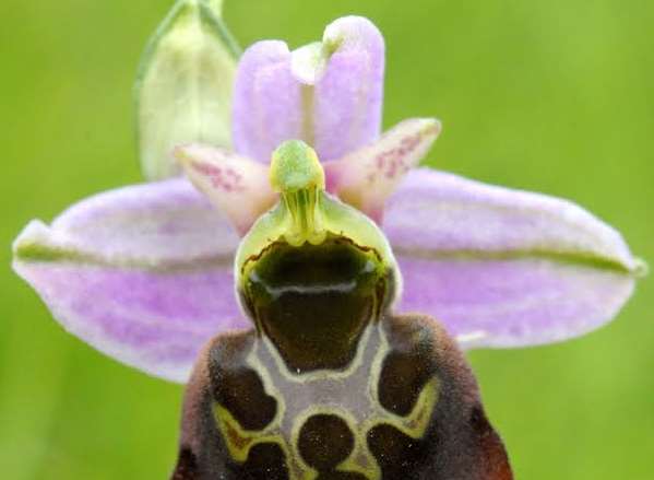 The late spider orchid