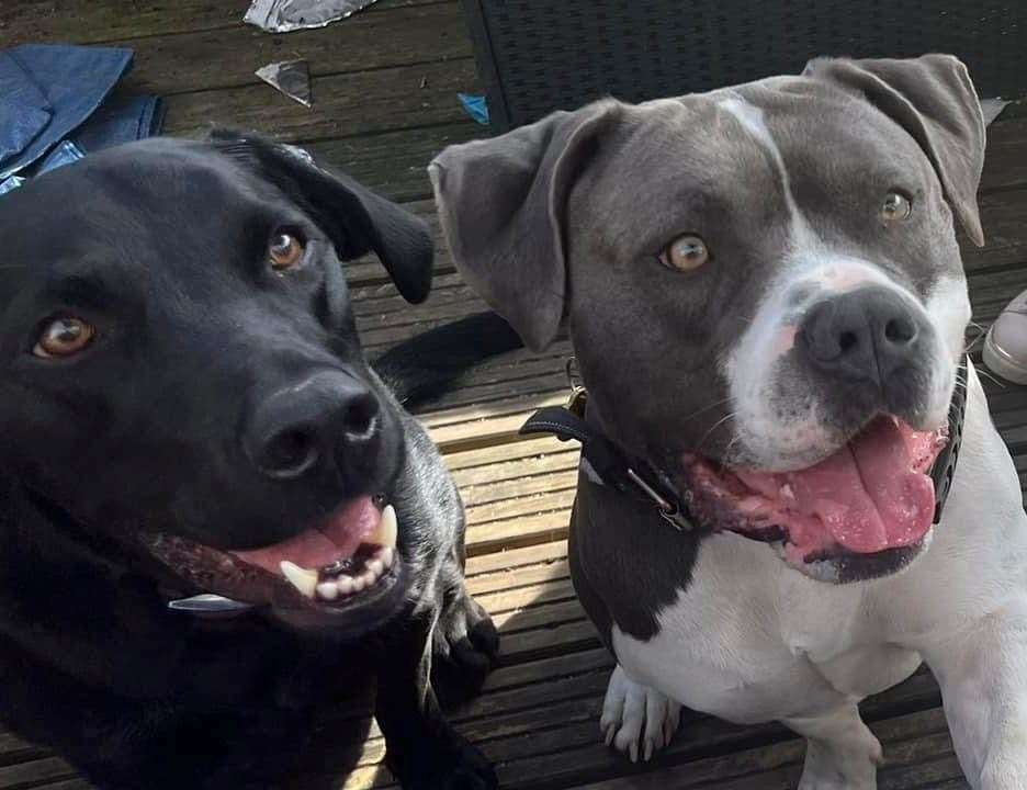 XL Bully Ozzie (right) with his best friend Jax the labrador. Photo credit: Michelle West