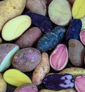 The Potato Shop's multi-coloured spuds