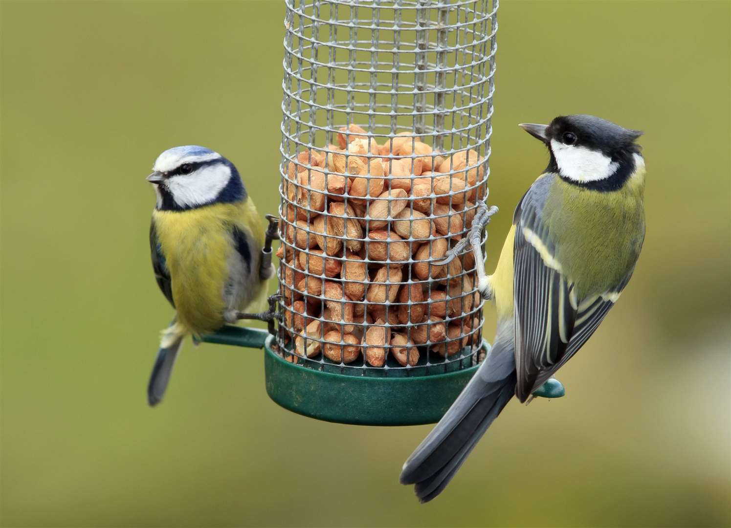 Bird feeders must be kept clean to stop the disease spreading. Image: iStock.