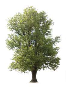 Ash tree file picture