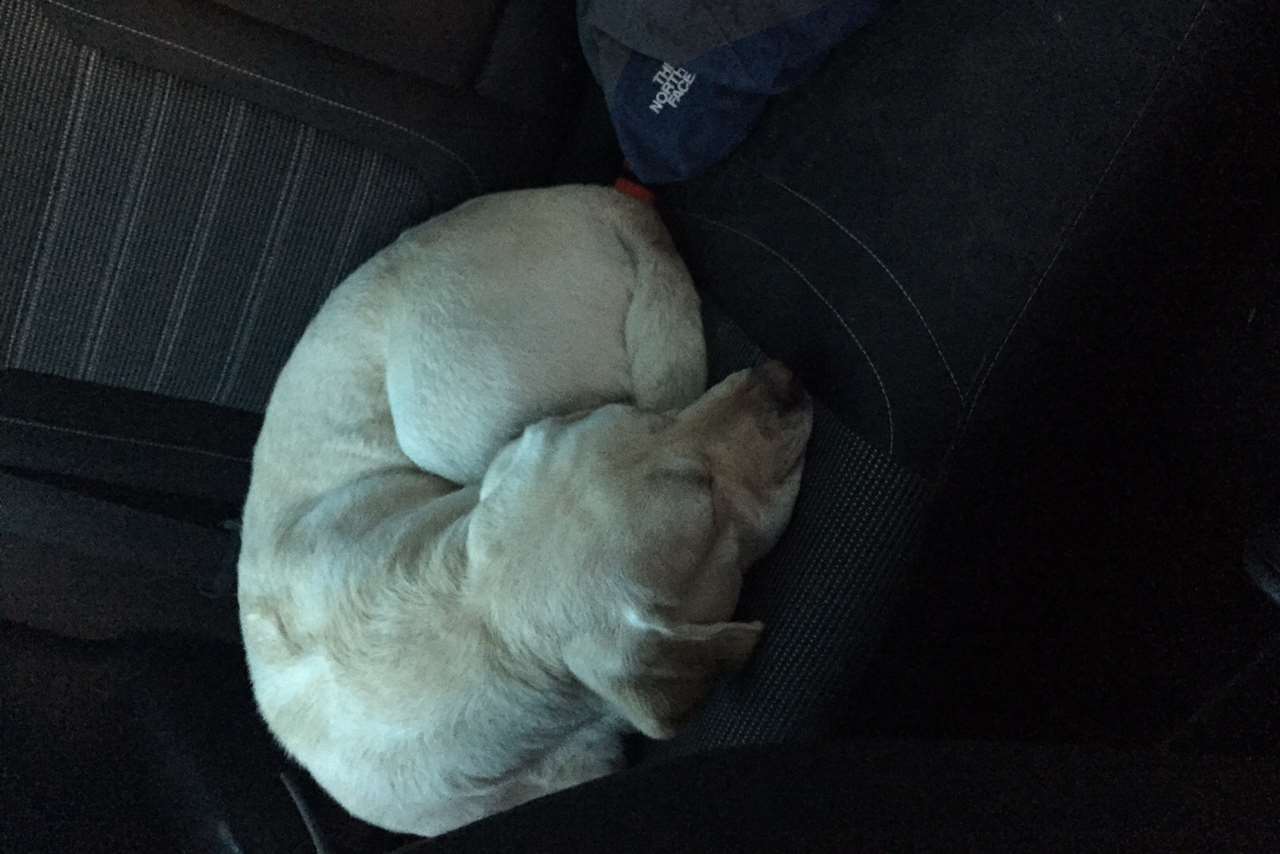 The labrador curled up in the car