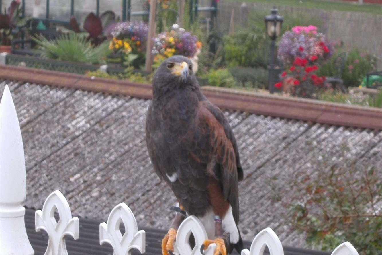 The hawk spotted on a roof in Sheerness