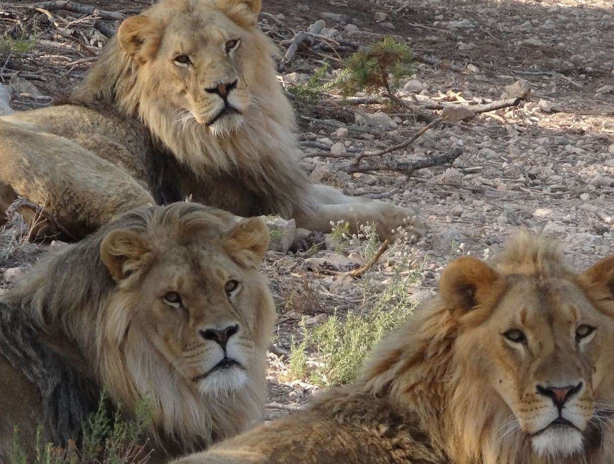 Lions Anthares, Mojito and Tintín will come to live at Port Lympne. Picture credit: AAP Animal Advocacy and Protection
