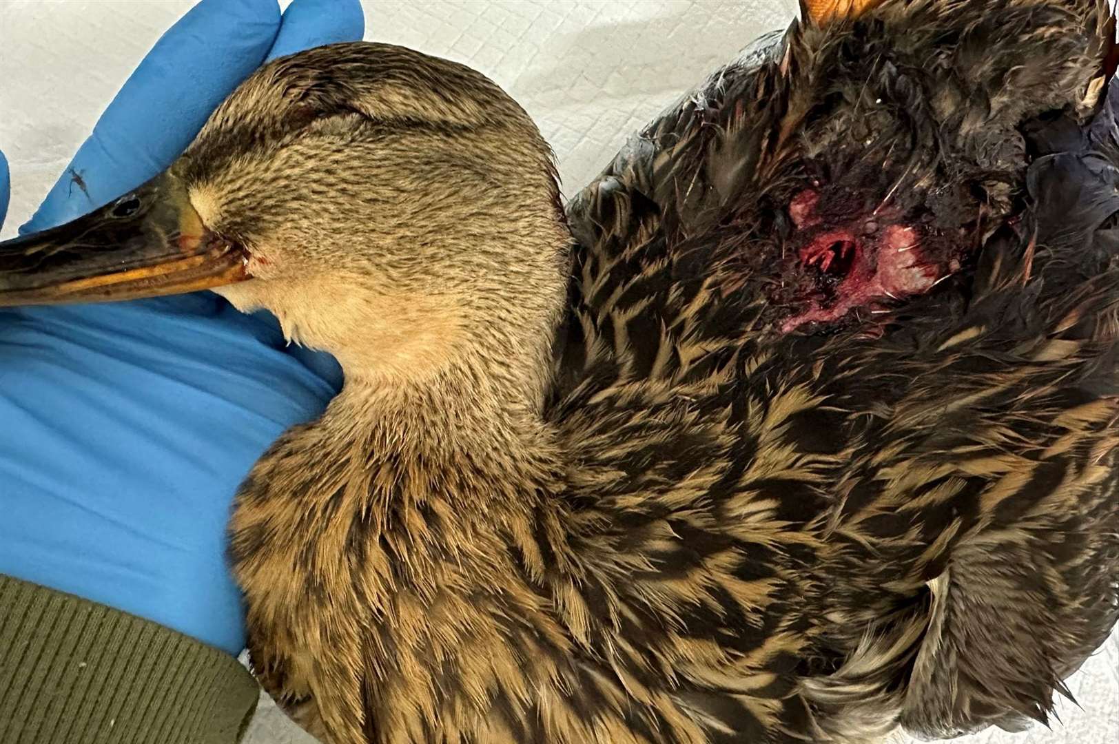 One of the injuries the duck suffered in the attack. Picture: Columbines Wildlife Care