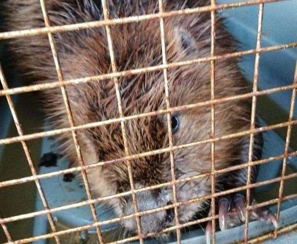 Rescued beaver at Brier House Vets in Broadstairs. Picture: Sheila Stone