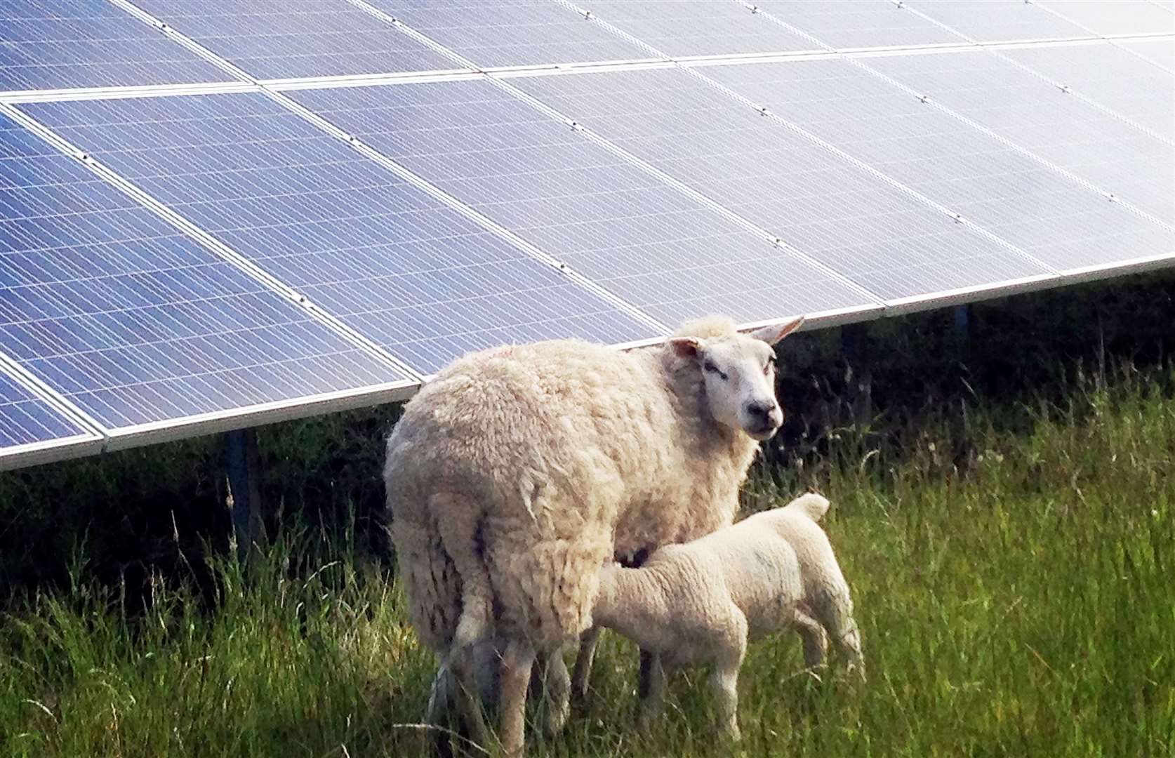 Sheep can frequently be seen grazing around the base of solar panels in farmers’ fields
