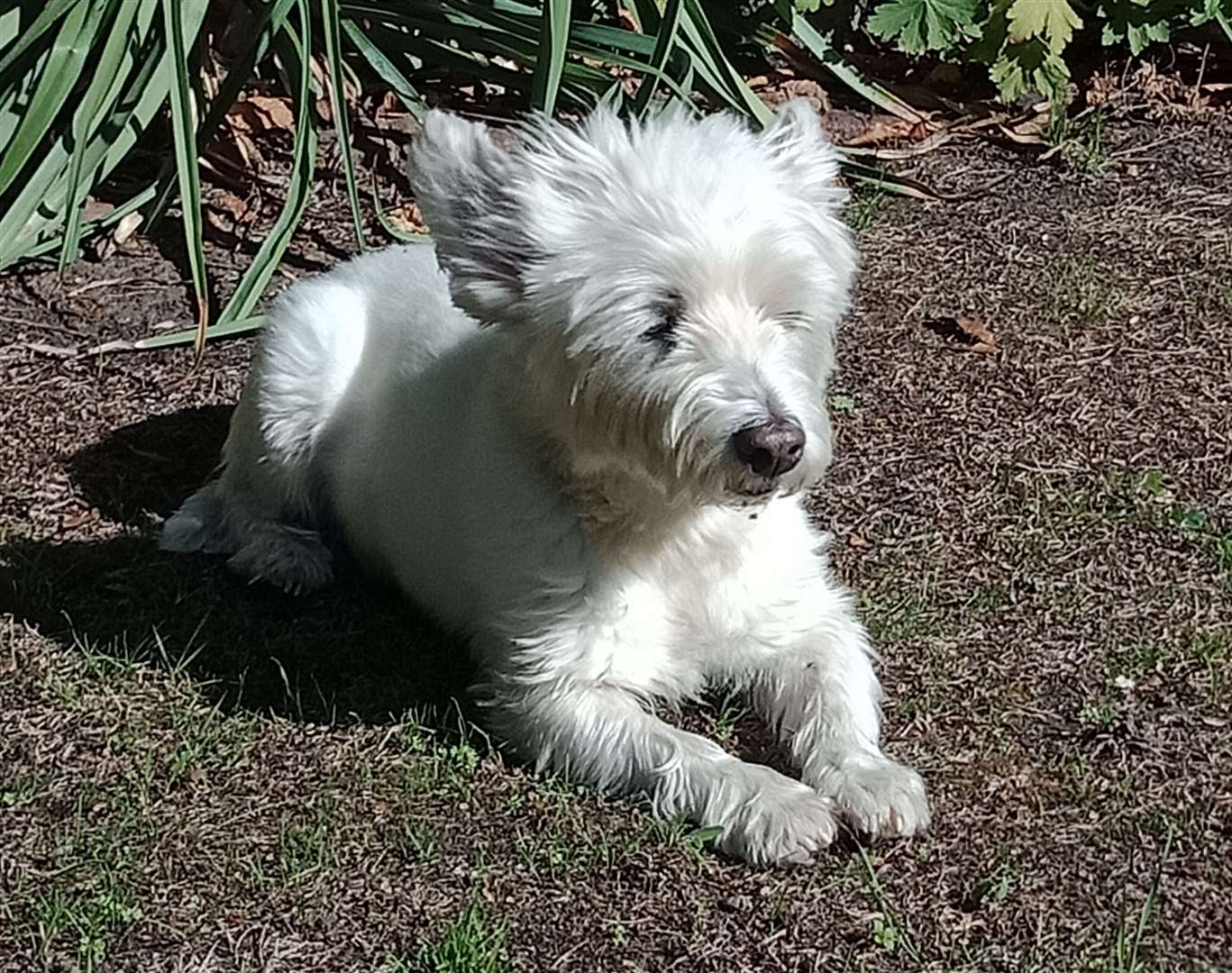 Benji the West Highland white terrier