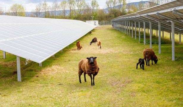 RES says sheep will still be able to graze under panels. Stock picture