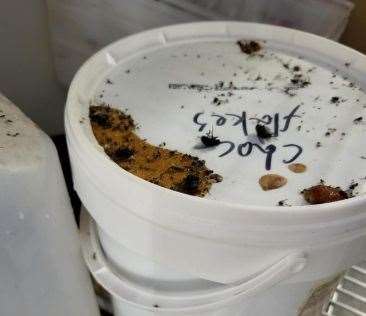 Dead flies and debris were found on equipment and containers below the fly zapper, in Kaspa's Desserts, Sittingbourne. Picture: Food Standard Agency’s