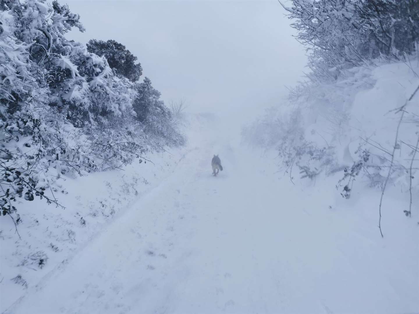 Alex Sartain's dog Hunter leading the way along Crete Road East before they got to snow four feet deep