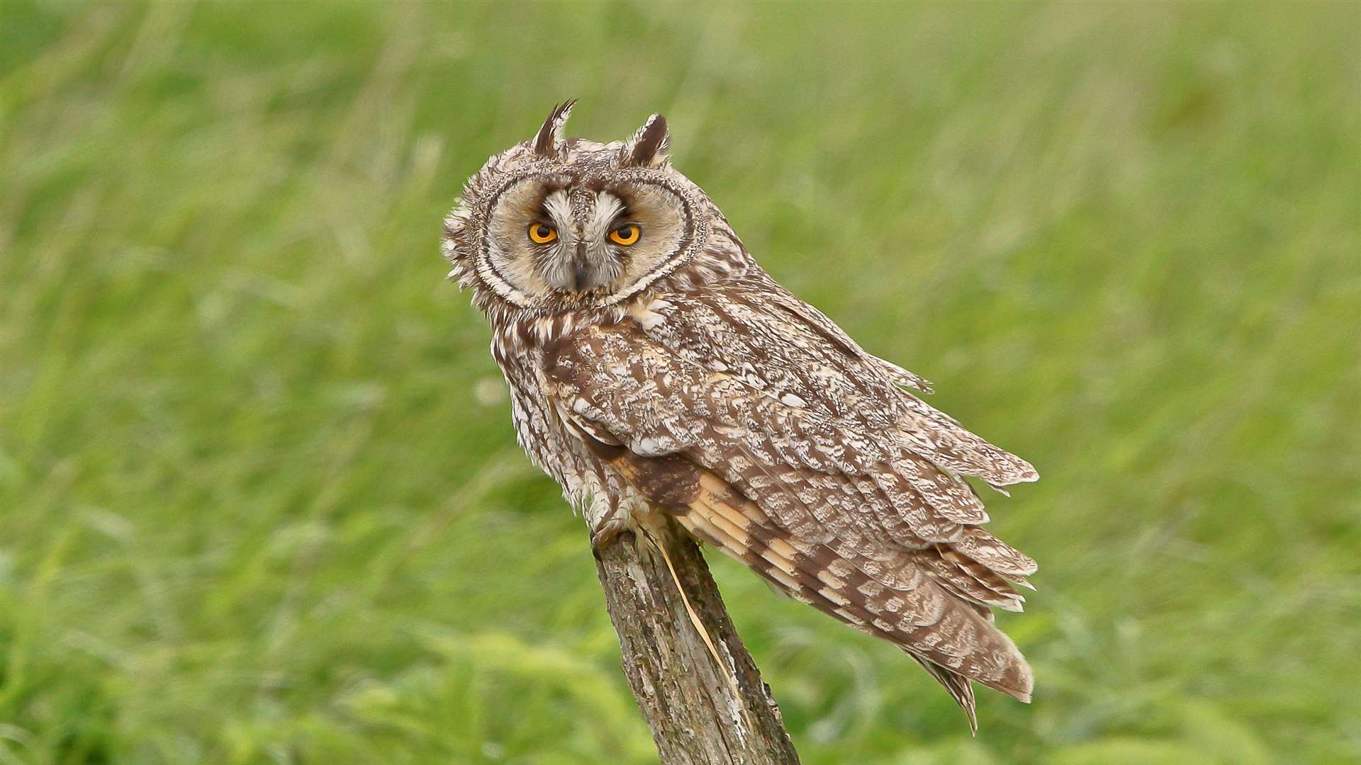 A long-eared owl captured on the Sheppey Marshes. Picture: Phil Haynes.