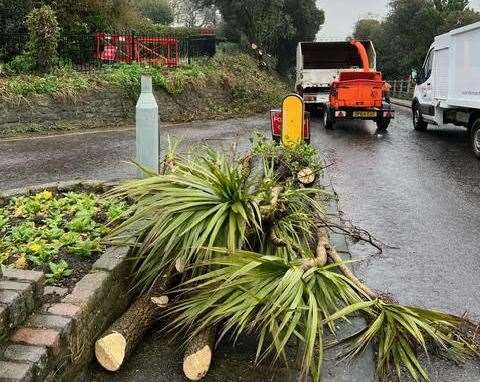 Yukka trees have been cut down along the Road of Remembrance. Picture: Christina Ainsworth