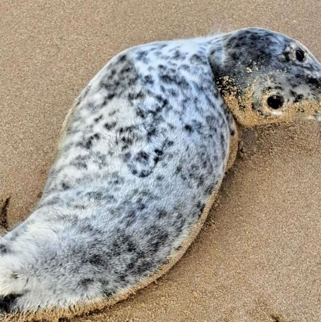 The seal was spotted on Ramsgate beach opposite Wetherspoons. Picture: Shelia Stone (62331836)