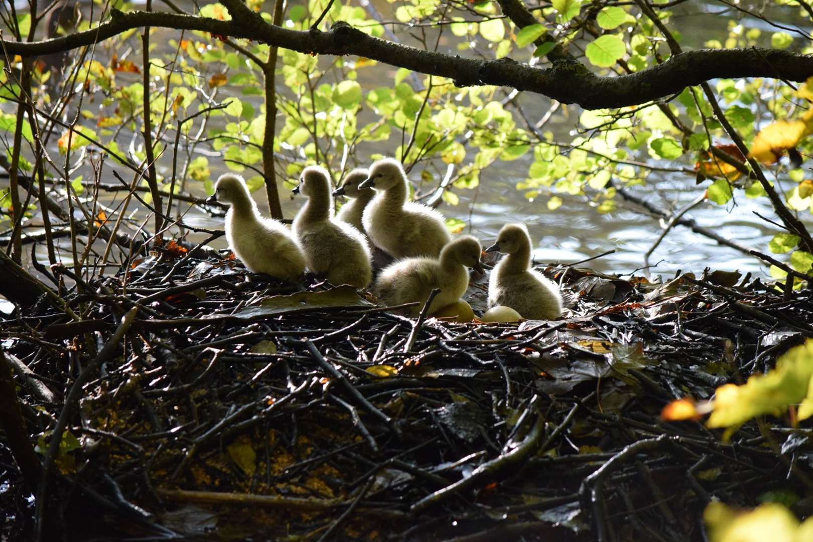 The six cygnets were born in November. Picture: Jon Clay