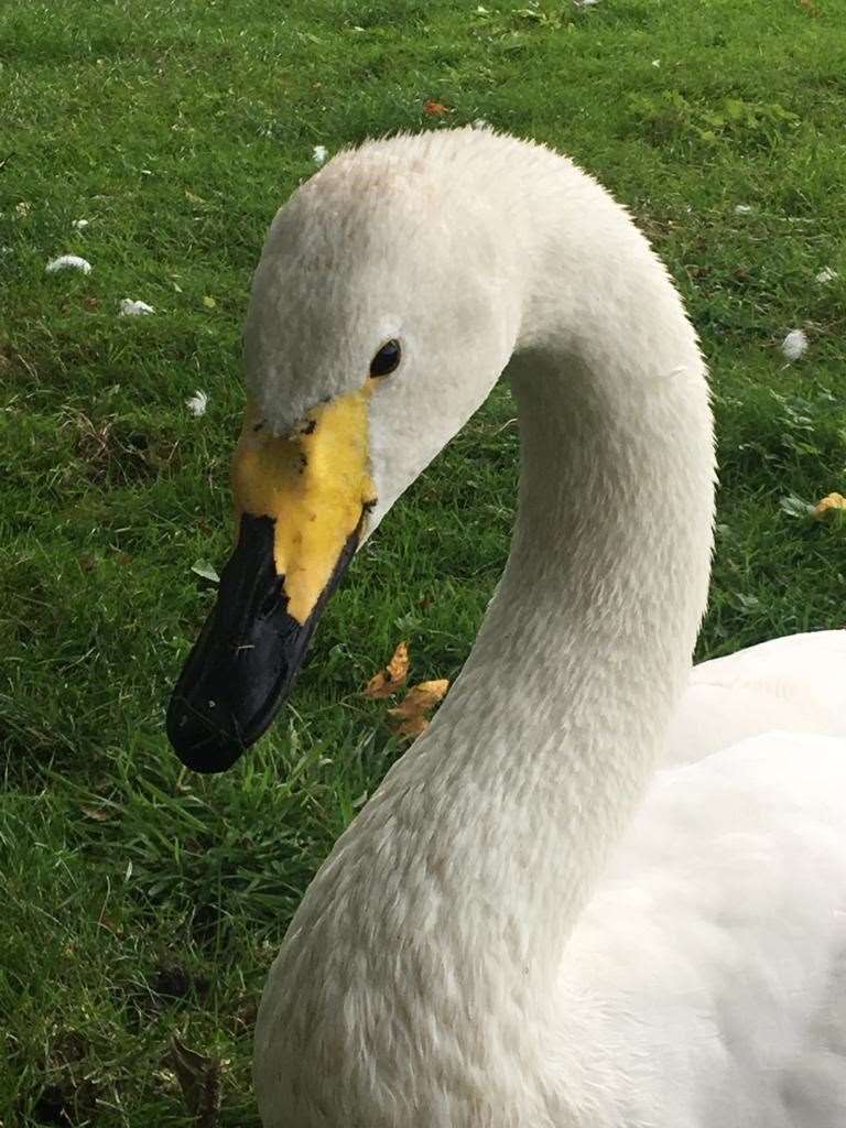 RIP Pickles. The swan at Leeds Castle has died. He was 30. Picture: Leeds Castle