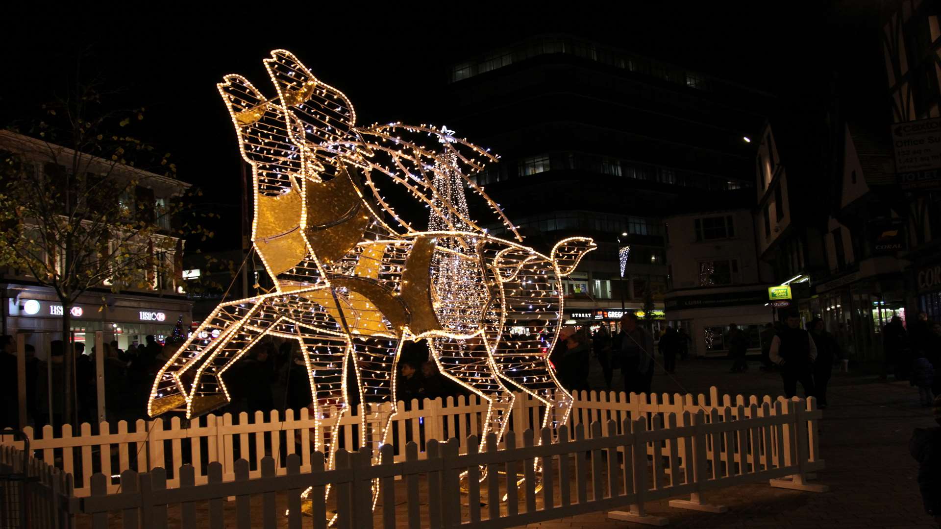 The reindeer before the incident. Picture: Peter Cackett.