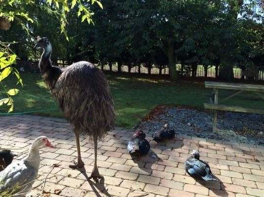 Have you seen this missing Emu from Sheppey? (7729360)