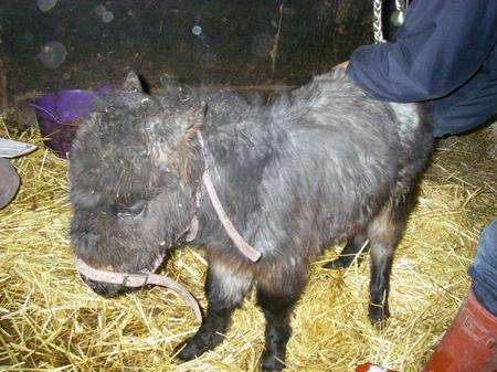Teeny Tiny Tony neglected by Sidcup woman. Picture: RSPCA