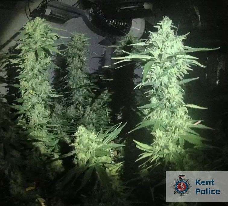 A cannabis factory was discovered in Sittingbourne on Thursday. Picture: Kent Police