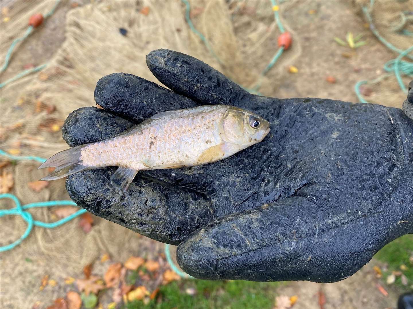 Prussian carp was found in the pond. Picture: Brenchley and Matfield Parish Council