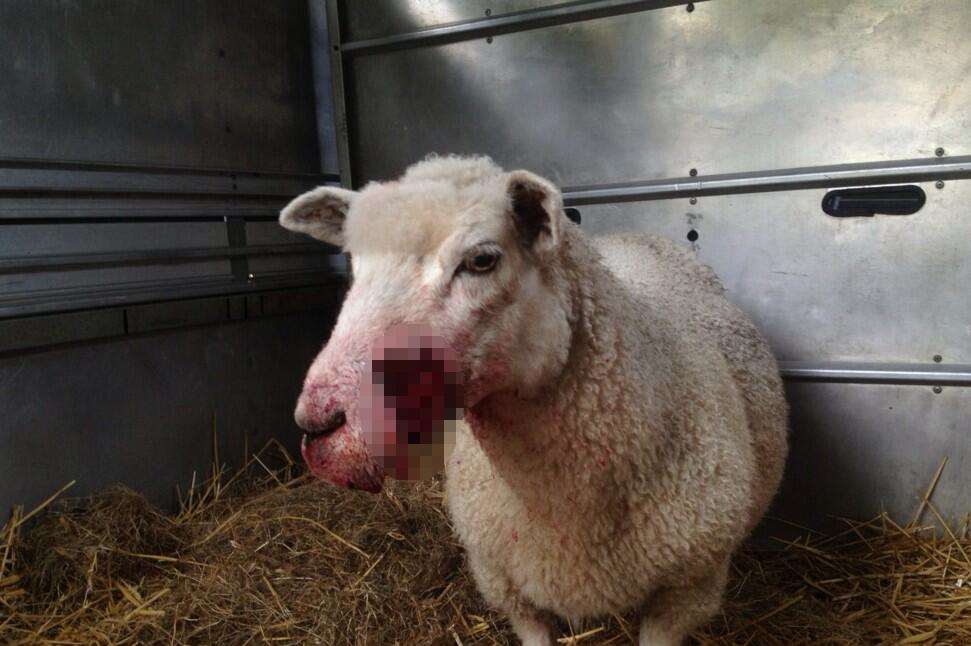 The sheep suffered wounds from a loose dog attack