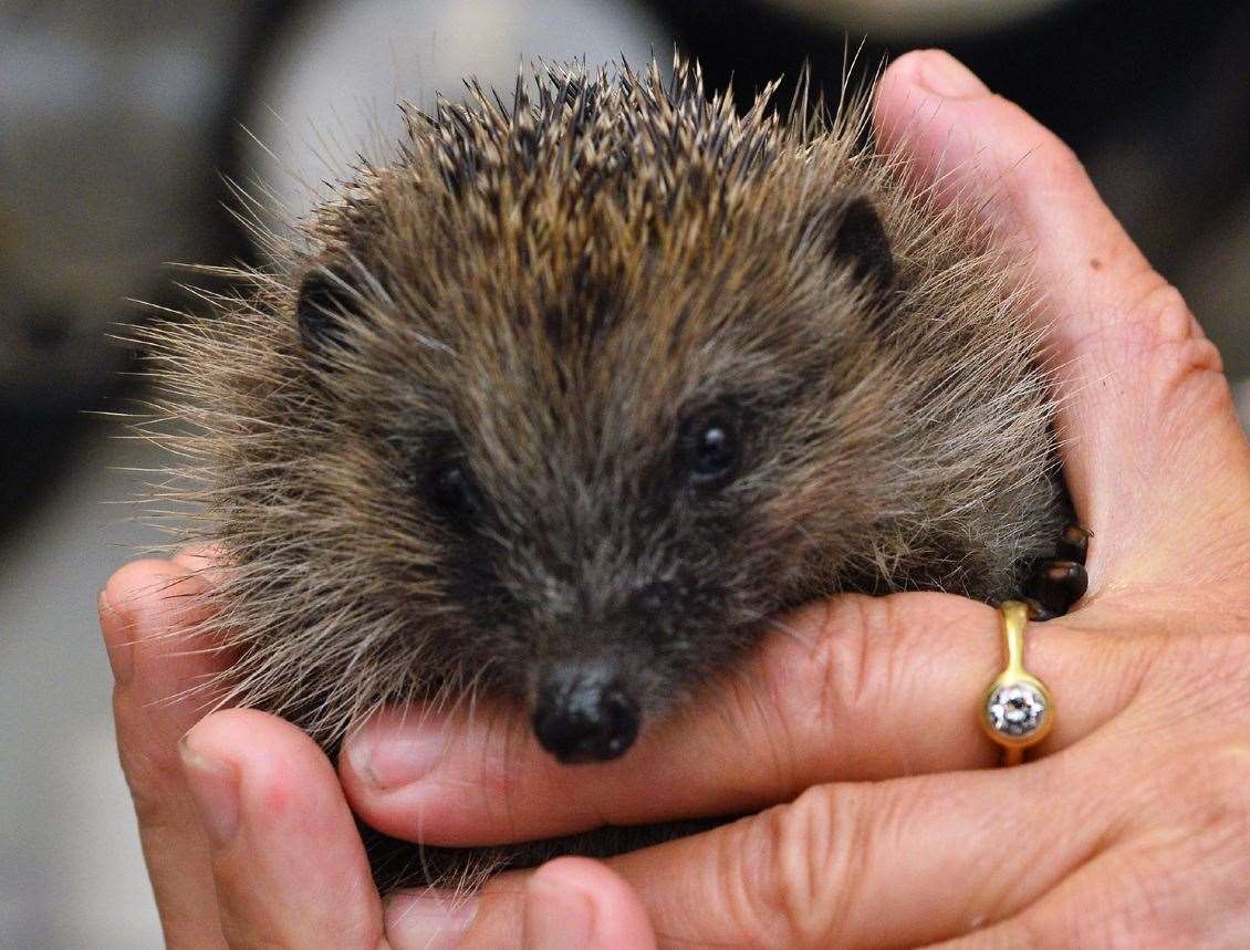RSPCA teams have been rehabilitating thousands of hedgehogs across the country this year