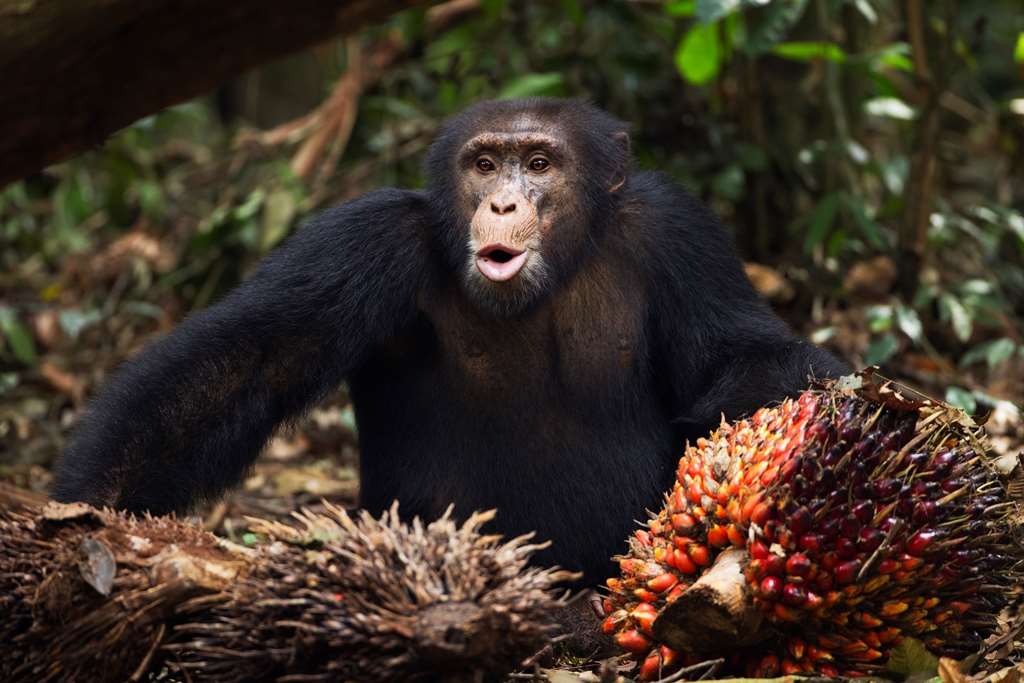 Anup Shah-Bossou chimpanzee beside oil palm fruit